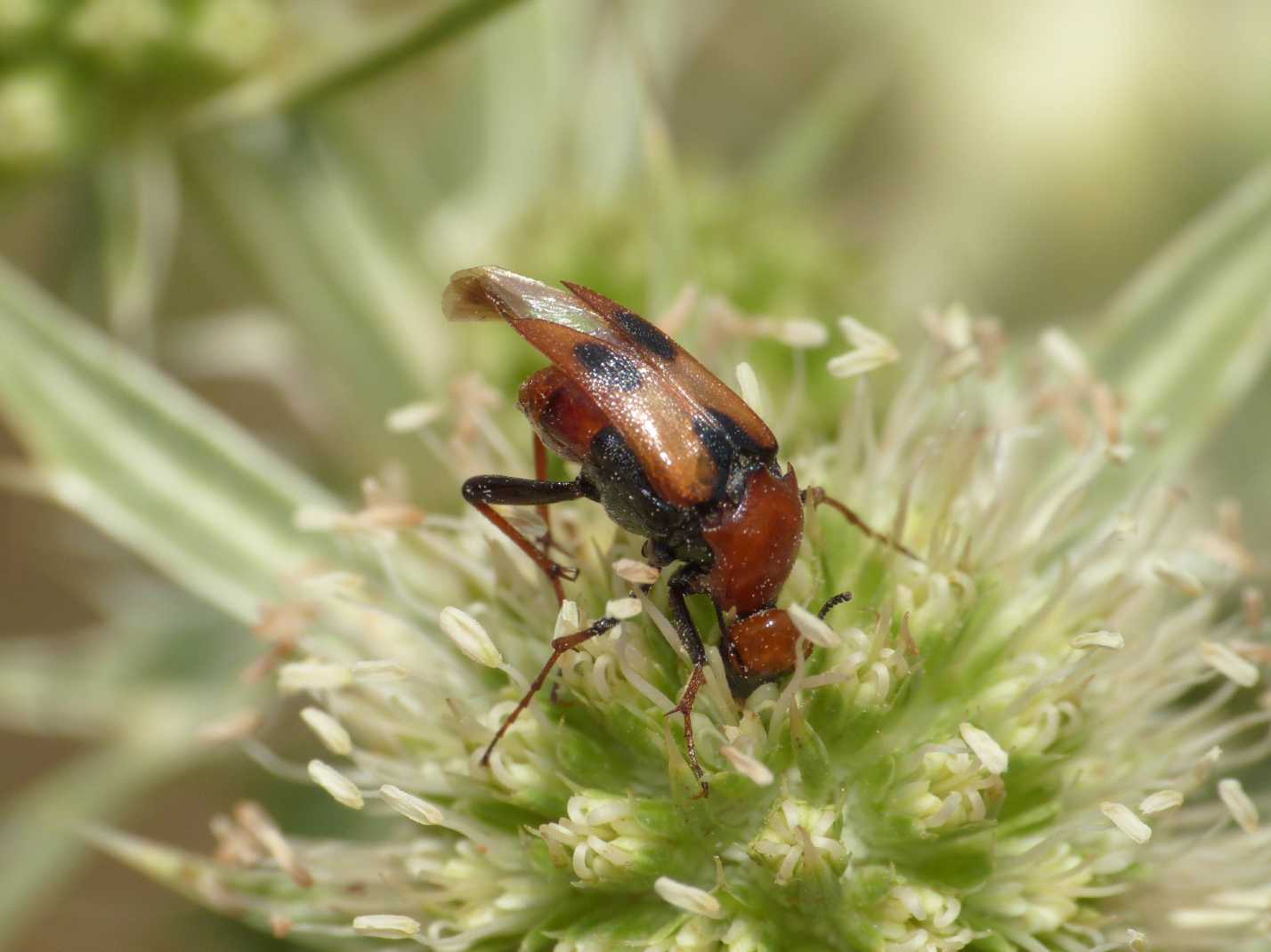 Macrosiagon tricuspidatum? (Rhipiphoridae)